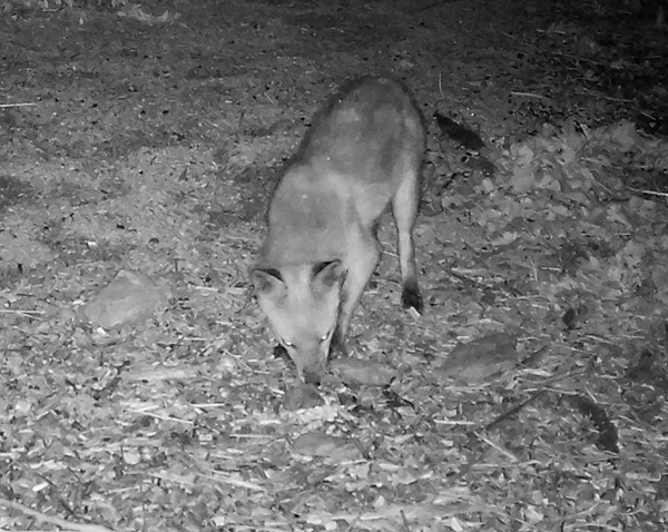 Fox taken with an IP camera