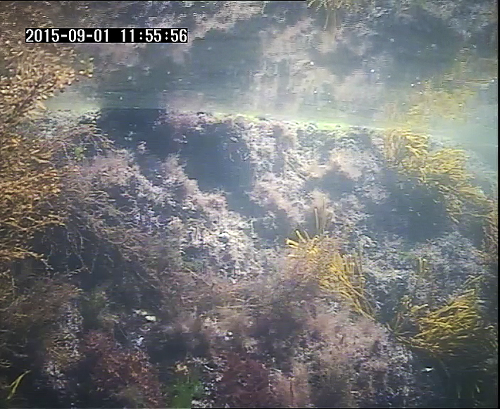 Underwater in a rock pool