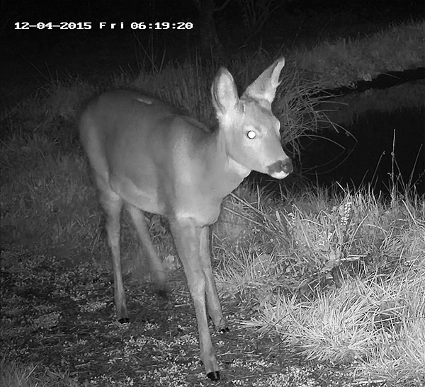 Roe buck