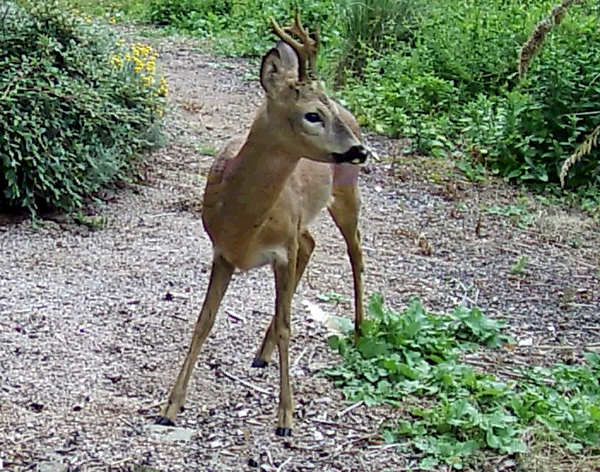 Roe buck