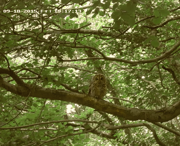 Tawny owl