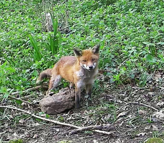 Adult vixen