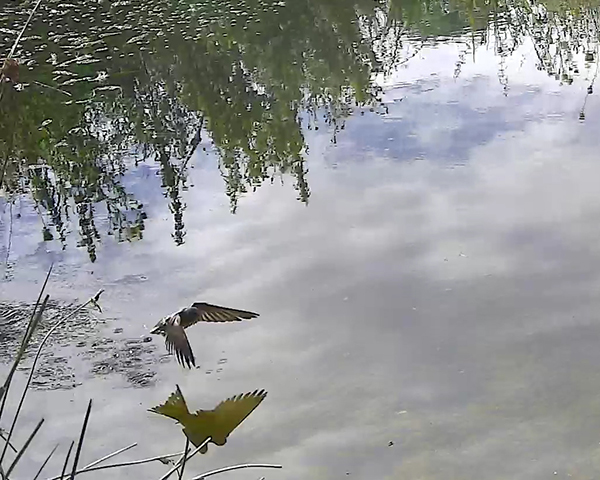 Swallow drinking