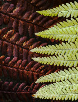 Autumn Ferns