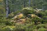 Ben Eighe Woodland