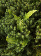 Fern Spiral