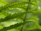 Ferns 1