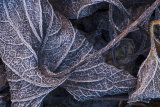 Frosted leaf