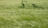 GREEN CORN 2