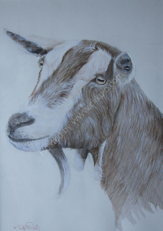 NUBIAN GOAT