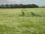 GREEN CORN 1