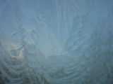 ICE FIR TREES