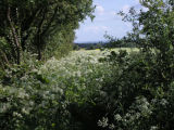 LATE SPRING