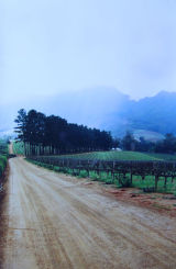VINEYARD NEAR STELLENBOSCH SA