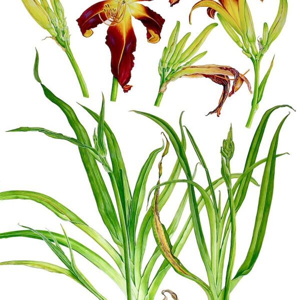 2402 Hemerocallis Monkey WEB