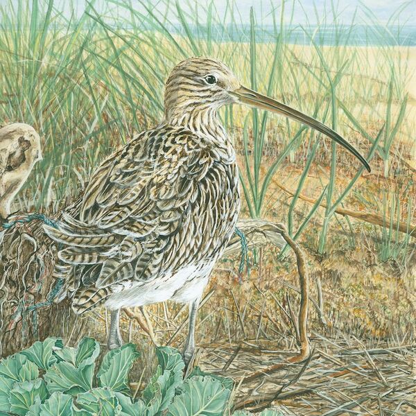 2409 Curlew & Kale WEB USE