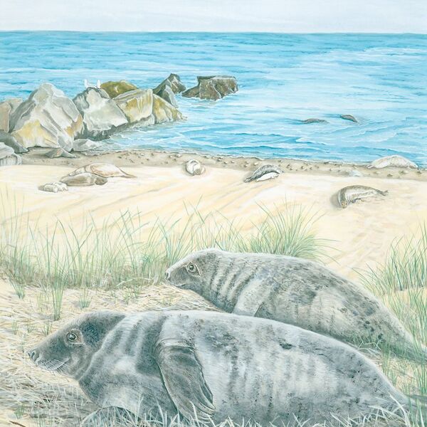 2410 Suzys Seals USE WEB