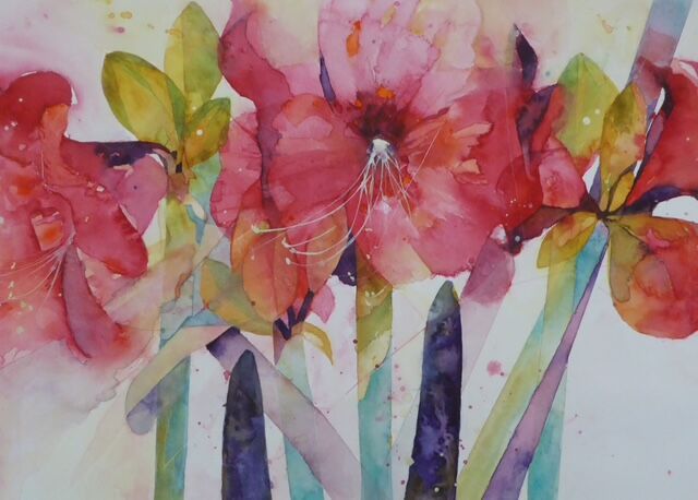 Amaryllis