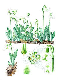 Galanthus Richard Ayres