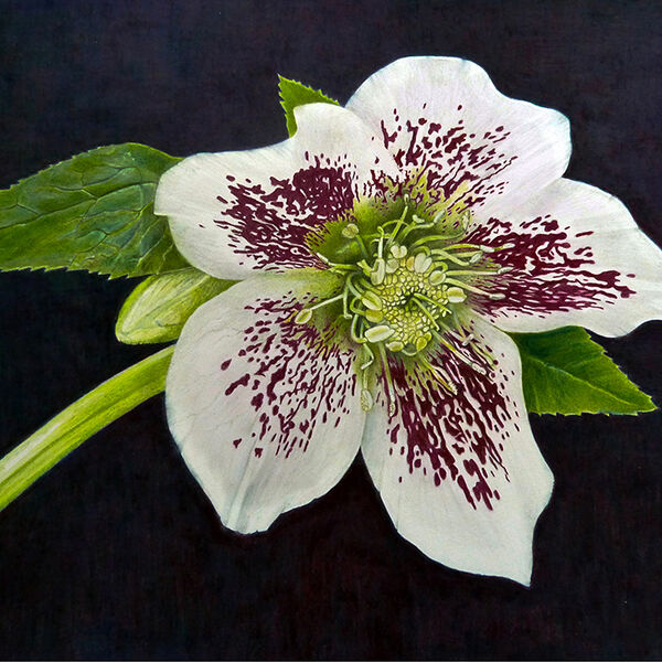 Hellebore Coloured Pencil on Paper 39 x 28 cm