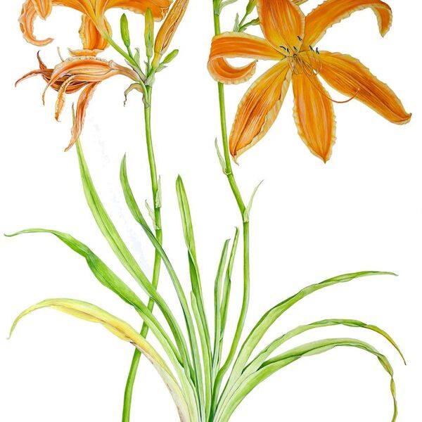 Hemerocallis Selma LonglegsWEB