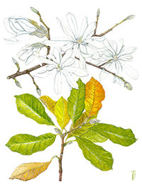 MAGNOLIA STELLATA