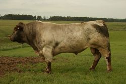 Dunsyre Asterix June 2012