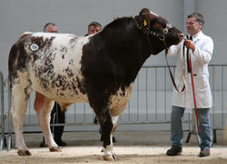 Dunsyre Centurion