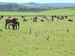 Lapwings and cows