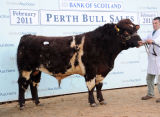 Dunsyre Cavalier selected for the young bull proving scheme