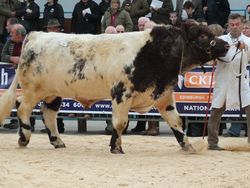 Walking out in the Show ring.