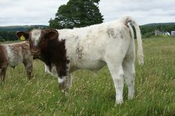 Dunsyre Dreadnaught as a calf