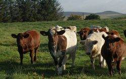 Maiden Heifers. 2015.