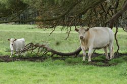 White cow and calf