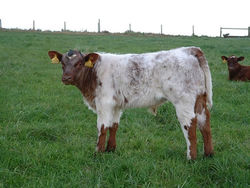 Dunsyre Asterix at 2 months of age