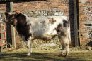 Bull Sales February 2010. Stirling