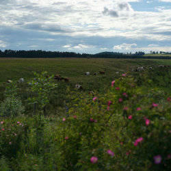 The moor