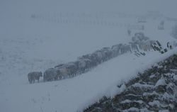 Cows in the snow 1
