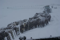 Cows in the snow 2