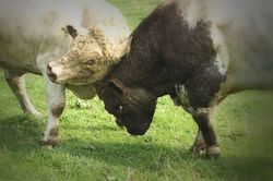 Bulls will be bulls