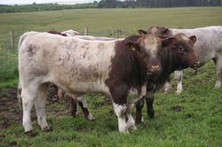 Dunsyre Dreadnought