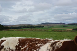 roan landscape