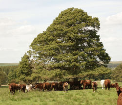 Scots Pine shade