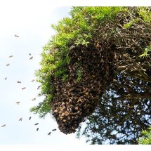 Bees Nest