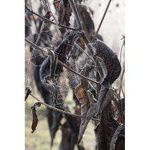 Cobweb on Inula magnifica