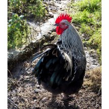 Cockerel