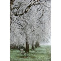 Frosted Trees