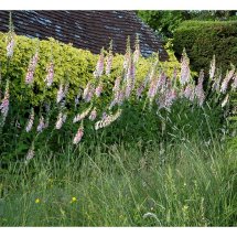Digitalis 'Suttons Apricot'
