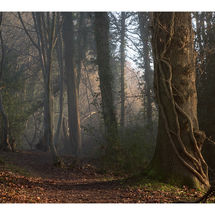 Dixter Woods early morning