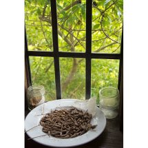 Papaver Ladybird seeds